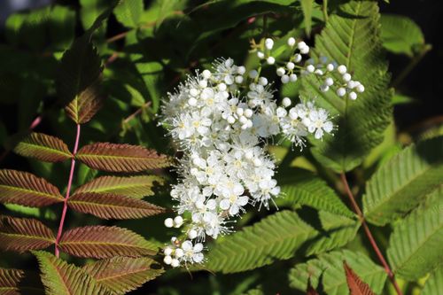 Tawlina jarzębolistna 'Sem' (Sorbaria sorbifolia) Kolorowe Liście Poj. 2.0L na Arena.pl