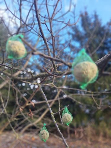 KULE TŁUSZCZOWE 50 SZT PYZY DO KARMNIKA SŁONECZNIK DLA PTAKÓW GRATIS 5 na Arena.pl