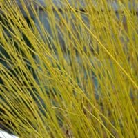 Dereń rozłogowy FLAVIRAMEA Żywopłot ozdobny zimą Duże sadzonki C3