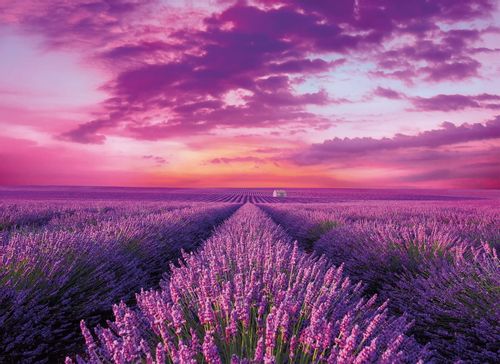 PUZZLE 1000 CLEMENTONI LAVENDER FIELD 39606 na Arena.pl
