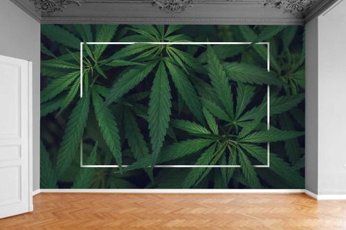 Fototapeta TROPIKALNE LIŚCIE KONOPII 3D 200x130 na Arena.pl