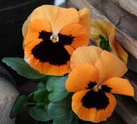 NASIONA Kwiatów Bratek Ogrodowy POMARAŃCZOWY Z Plamką Kwiaty Bratki 423084