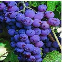 WINOGRON fioletowo różowy szczepiony - sadzonki 60 / 80 cm