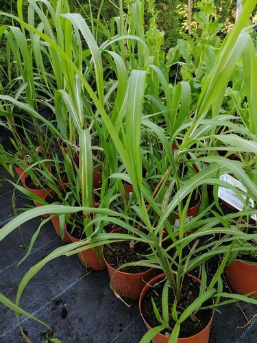 Miskant chiński Memory na suche bukiety na Arena.pl