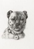 Plakat 70x100cm Głowa Psa z Obrożą, Jean Bernard Vintage do Salonu