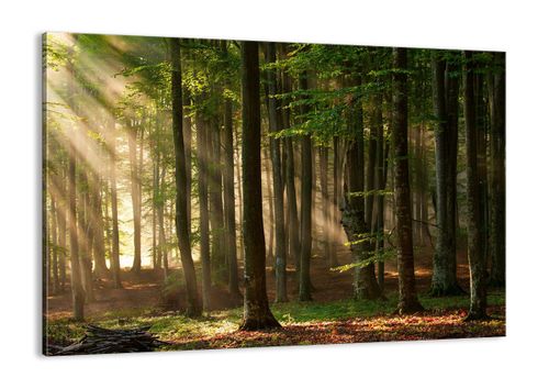 Obraz Na Płótnie - Las Drzewa Chrust  - 100X70 Cm - Aa100X70-3628 na Arena.pl