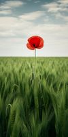 Plakat 50x100cm Samotny Mak na Polu