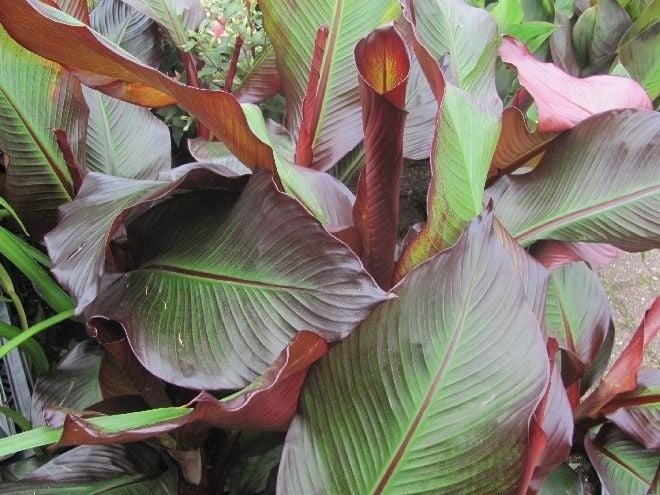 Bananowiec ensete Abisyński Maurelli banan P12 zdjęcie 4