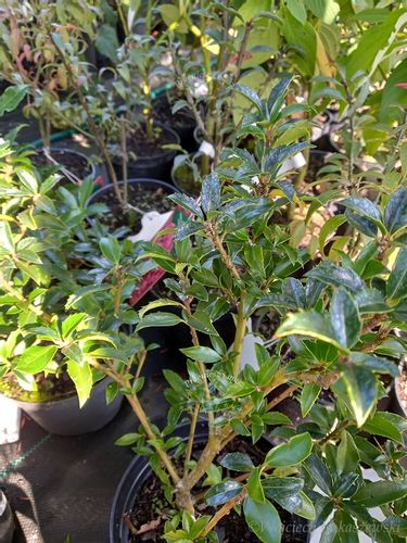 Ostrokrzew Cousin odmiana żeńska na Arena.pl