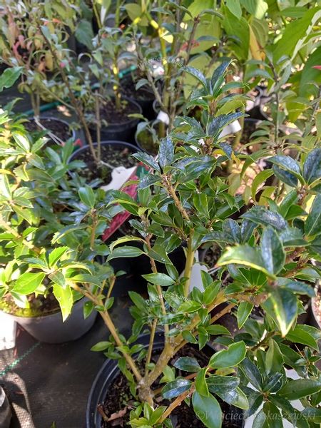 Ostrokrzew Cousin odmiana żeńska zdjęcie 2