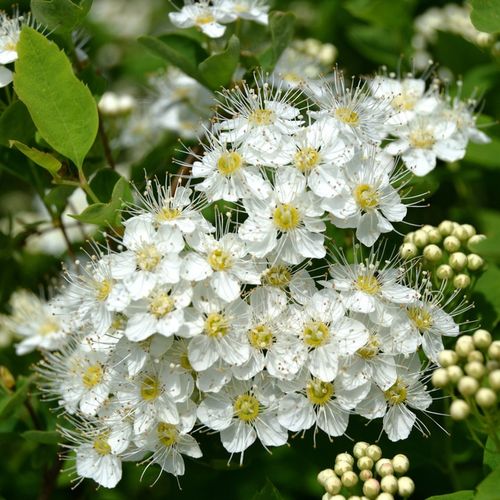 Tawuła japońska ALBIFLORA Białe kwiaty na Arena.pl