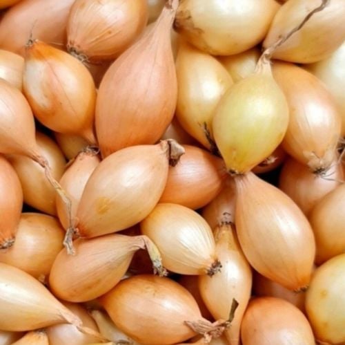 ZESTAW Cebula dymka zimująca 750g i Czosnek zimowy Harnaś 10 główek na Arena.pl