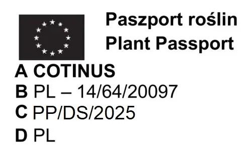 PERUKOWIEC PODOLSKI czerwony oryginał - sadzonki 30 / 40 cm na Arena.pl