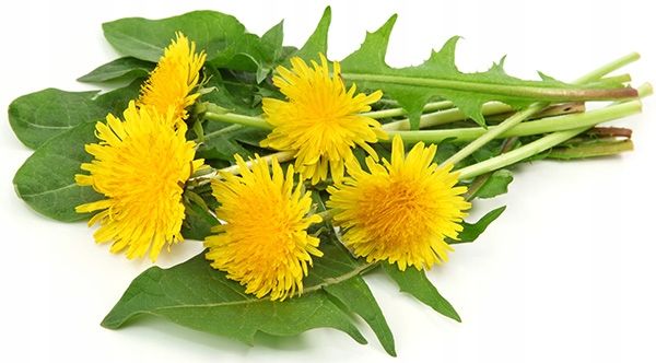 Nutergia Ergydetox Suplement diety 60 kapsułek zdjęcie 4