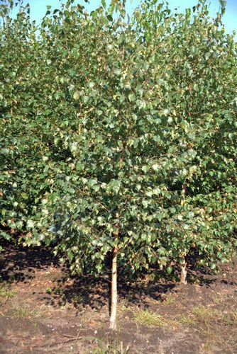 Brzoza Brodawkowata sadzonki 80-120 cm na Arena.pl