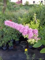 product-compare-51936142