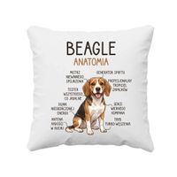 Beagle - anatomia - poduszka na prezent z pieskiem