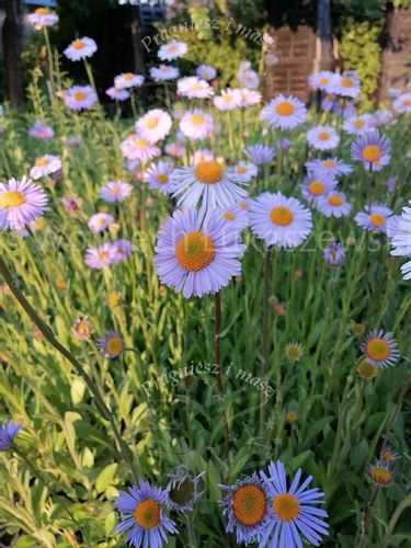 Aster tongolski sadzonka miododajna na Arena.pl