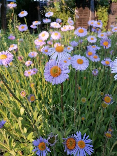 Aster tongolski sadzonka miododajna zdjęcie 2