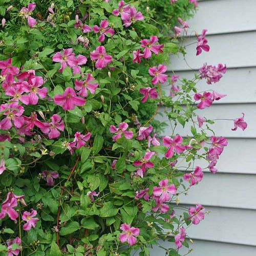 Powojnik Clematis Krakowiak C2 E na Arena.pl