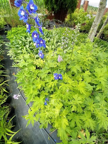 Ostróżka trwała mix na wysoką rabatę nasiona 0,2 g. zdjęcie 5