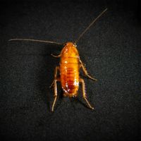 Karaczany tureckie podrośnięty wylęg 5-10mm 500szt