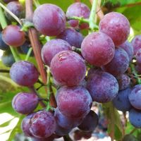 product-compare-58074033