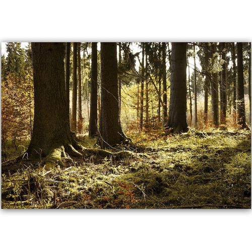 Obraz na płótnie - Canvas, W lesie 90x60 na Arena.pl