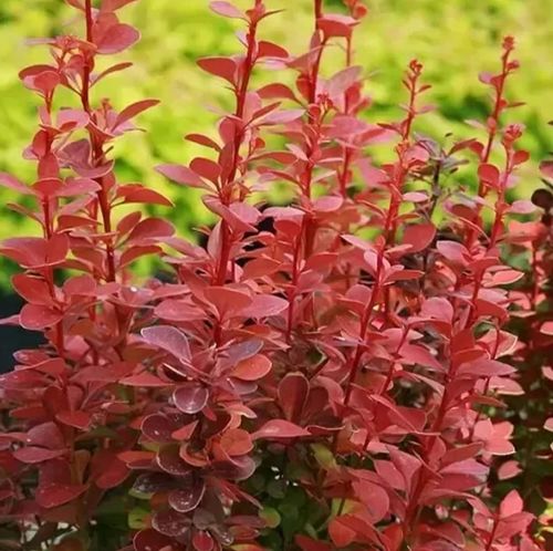 Berberys Thunberga RED CARPET 10-30cm Czerwony Dywan na Arena.pl