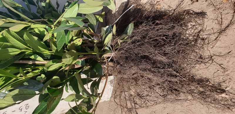 Laurowiśnia Herbergii 50-80cm sadzonki na ŻYWOPŁOT zdjęcie 4