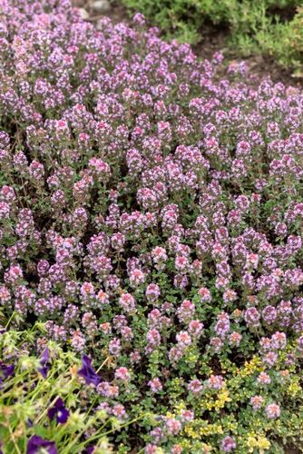 Macierzanka cytrynowa 'Sambesi' (Thymus x citriodorus) na Arena.pl