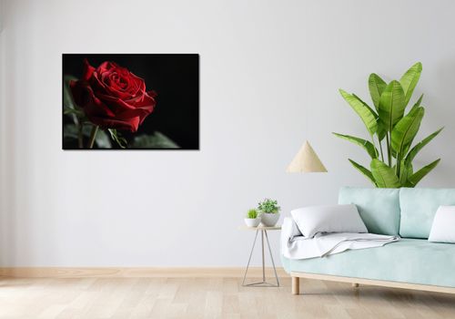 Plakat 100x70cm Róża w Półcieniu na Arena.pl