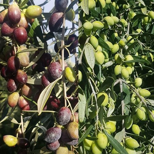 Oliwa Extra Virgin Physis of Crete 5l 0,2% świeża dostawa na Arena.pl