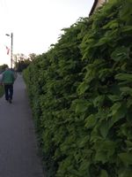 Grab sadzonki na ŻYWOPŁOT szkółkowane 120/150cm CARPINUS BETULUS