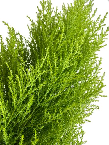 Cyprys Goldcrest Wilma 70 cm na Arena.pl