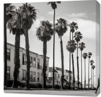 Obraz 70x70cm Spacer w Cieniu Palm