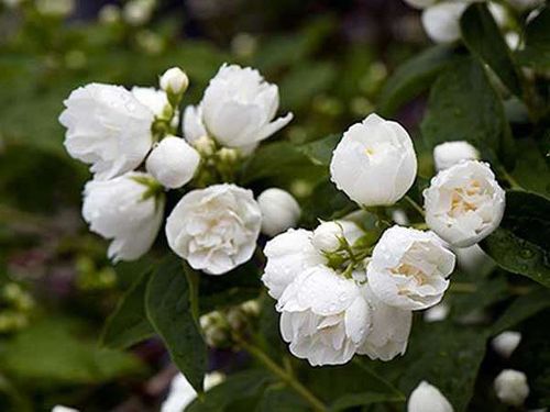 Jaśminowiec Bouquet Blanc C2 na Arena.pl
