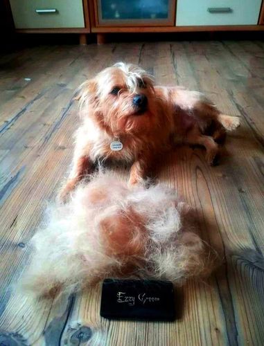 EzzyGroom sierść MIĘKKA / TWARDA dla psa kota UNIWERSALNE zgrzebło na Arena.pl