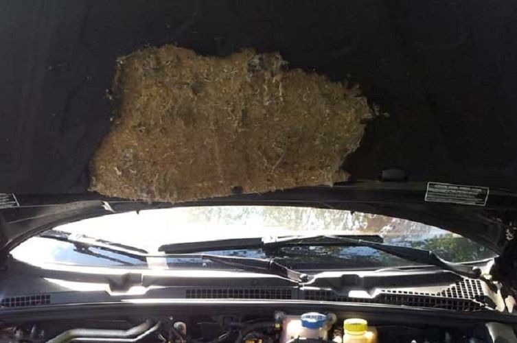 Spray na kuny,lisy,krety, odstraszacz 300 ml + rabat zdjęcie 2