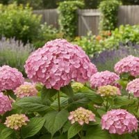 HORTENSJA KRZEWIASTA BUBBLEGUM RÓŻOWA SŁODYCZ