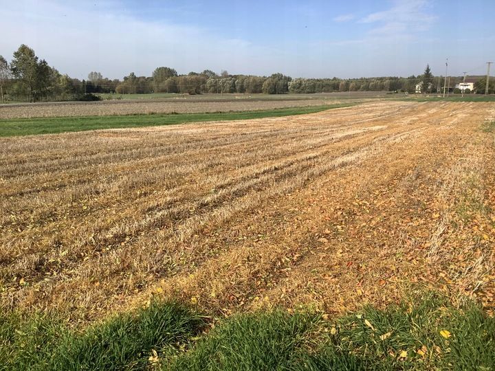 Roundup 360 Plus 1L zdjęcie 15