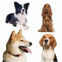 BRIT Premium By Nature Adult Medium M Chicken 8 kg