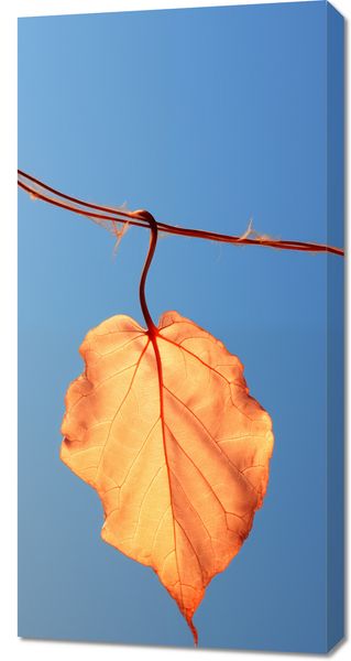 Obraz 50x100cm Ostatni Liść zdjęcie 1