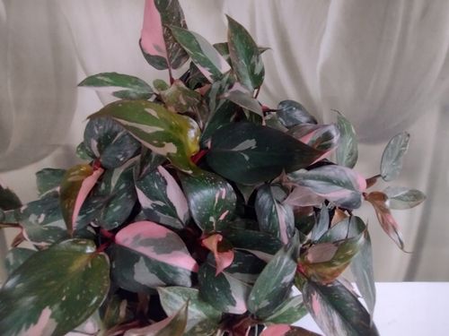 PHILODENDRON 'Pink Princess Marble' Filodendron różowy na Arena.pl
