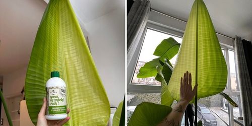 Spraw, by szybciej rosły 500 ml | Plant lover| stymulator wzrostu do roślin na Arena.pl