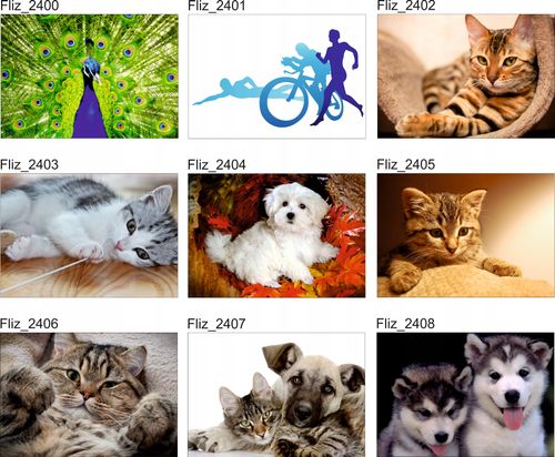 FOTOTAPETA WZÓR CENTKI CZARNO-BIAŁE 260x180 na Arena.pl