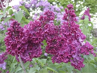 BEZ LILAK pospolity - sadzonki 130 / 150 cm