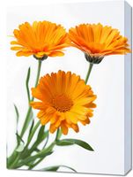 Obraz 50x70cm Słoneczne Kalendule