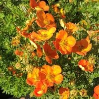 C2 PIĘCIORNIK KRZEWIASTY POTENTILLA FRUTICOSA HOPPLES ORANGE POMARAŃCZOWY