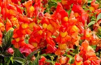 NASIONA Kwiatów Lwia Paszcza Wysoka POMARAŃCZOWA 0,5g Kwiaty 410084